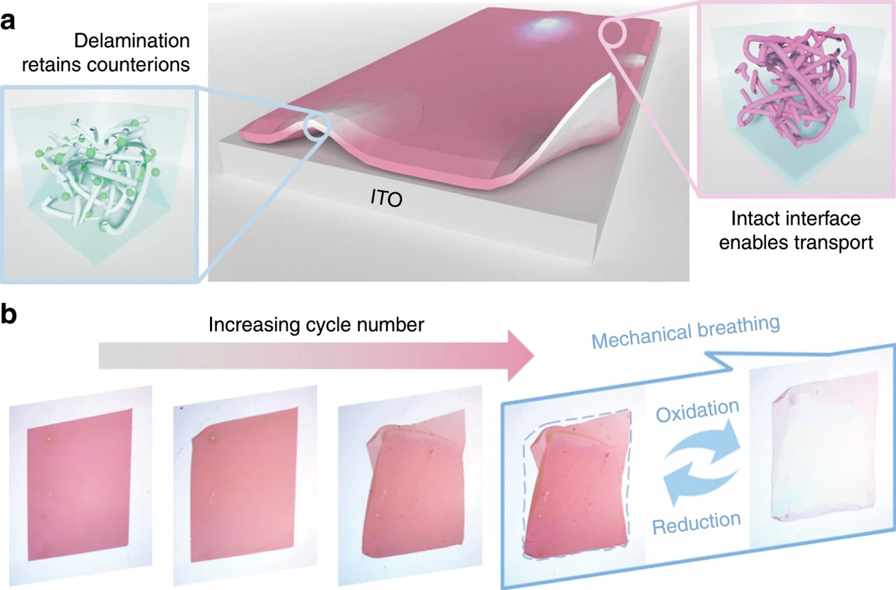 Table of contents graphic: Mechanical Breathing in Organic Electrochromic Thin Films