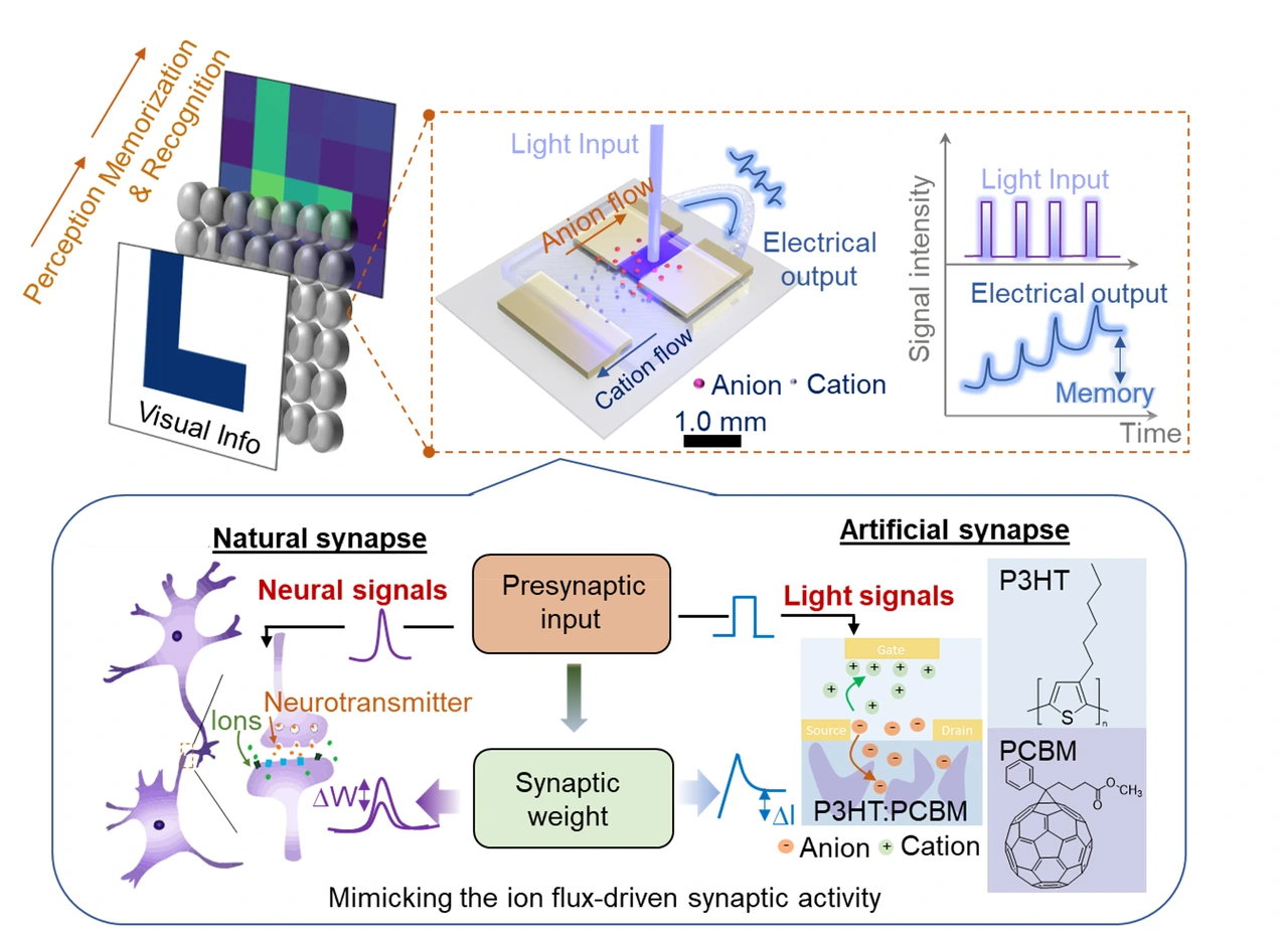 Table of contents graphic: Organic optoelectronic synapse based on photon-modulated electrochemical doping