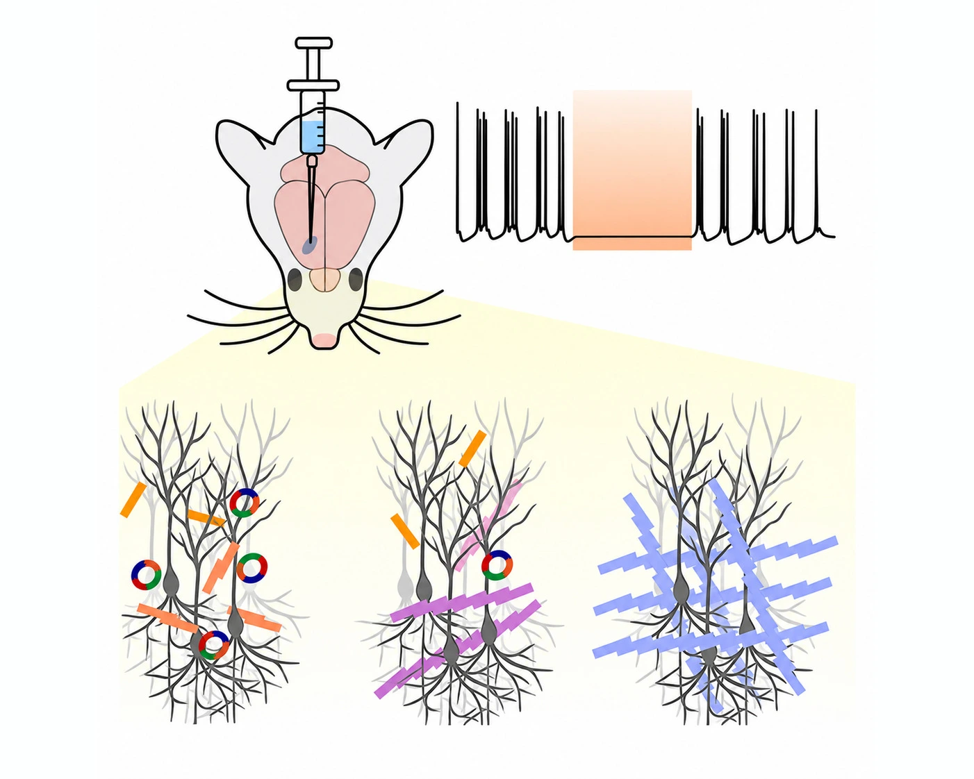 Schematic from the group's 2026 Science paper: haemoglobin and the monomer BDF injected into the mouse brain grow from oligomers into an n-PBDF polymer network around the neurons, beside a recording trace in which the firing stops during a pulse of light