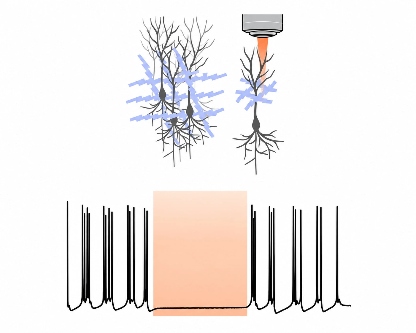 Schematic from the group's 2026 Science paper: neurons wrapped in the soft, tissue-like n-PBDF electrode stop firing while near-infrared light is on and fire again afterwards