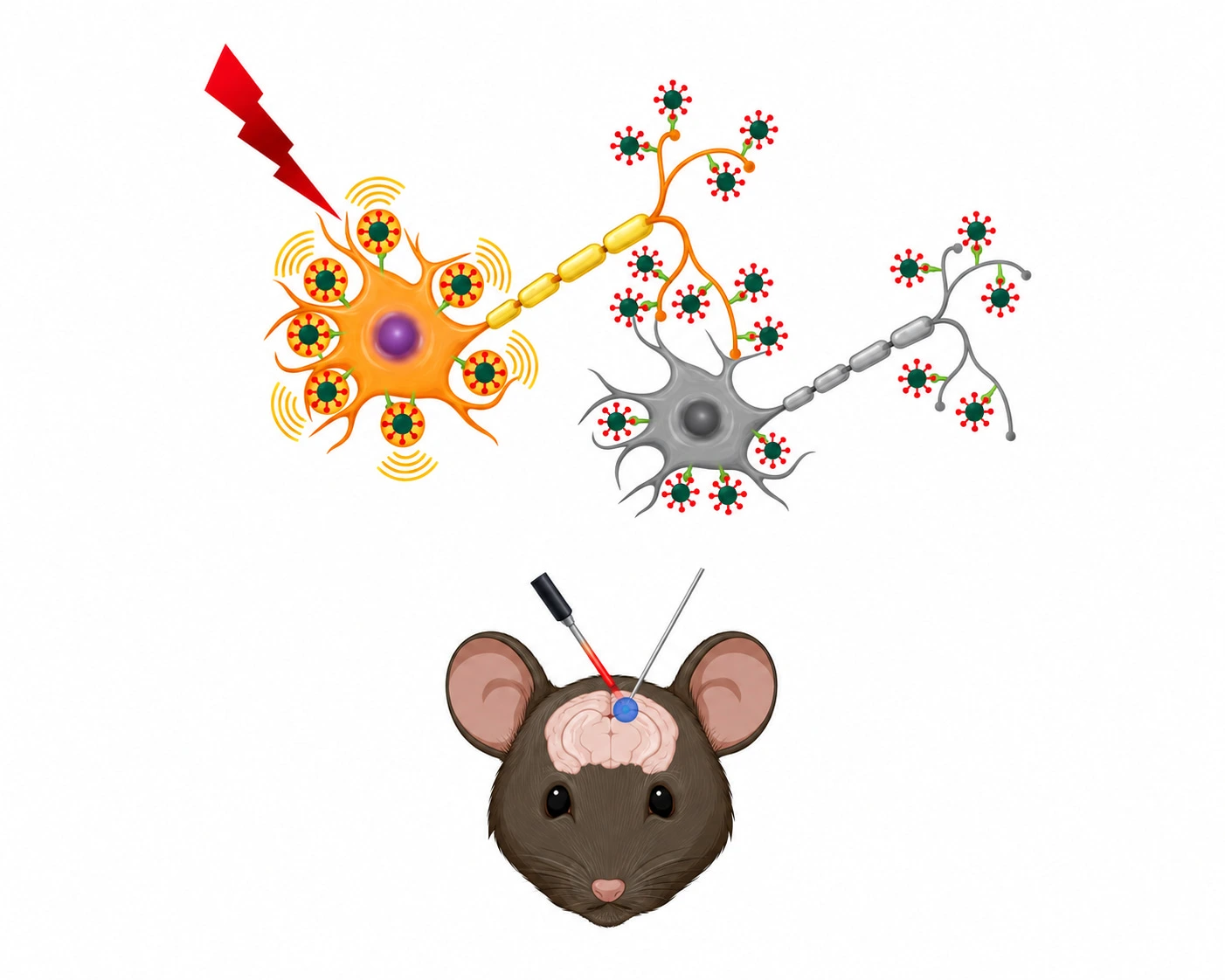 Schematic from a 2021 Matter paper co-authored by the group: near-infrared light acting through photoacoustic nanotransducers on a neuron evokes an action potential that travels on to the next neuron; below, a mouse brain with recording electrodes