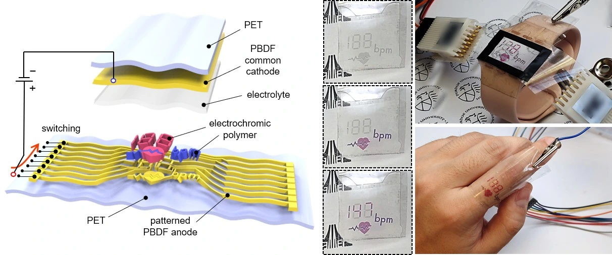 Structure of the all-polymer electrochromic display and the flexible display worn on a wrist and a finger