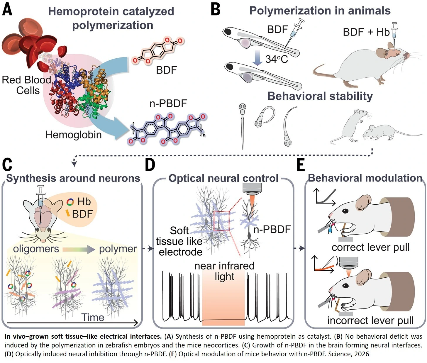 Blood-catalyzed n-PBDF grown in living animals for reversible optical neural control