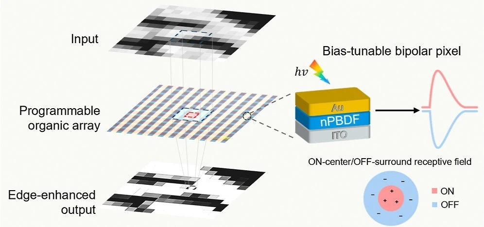 A bias-tunable bipolar n-PBDF pixel and its ON-center, OFF-surround receptive field